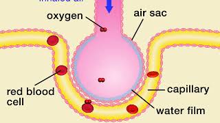 Animation 71 Gas exchange in air sacs [upl. by Polik]