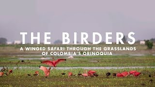 THE BIRDERS  A winged safari through the grasslands of Colombias Orinoquia [upl. by Marbut372]