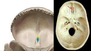 Frontal bone anatomy  تشريح العظم الجبهي [upl. by Burdett83]