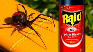 Sneaky Redback Spider Raid Deadly White Christmas How To Video [upl. by Atteval]