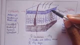 Structure of Skin  layers of skin  Human Anatomy and physiology Bpharma [upl. by Aitat]