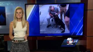 K9 Officer Kina given Purple Heart medal [upl. by Maegan352]