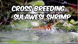 Exploring the Possibility of CrossBreeding Sulawesi Shrimp An Intriguing Endeavor [upl. by Blau]