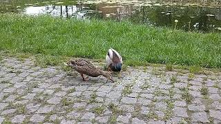 Natures serenity enjoying time with mallard ducks in beautiful Park Slaski [upl. by Bostow]