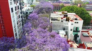 Jacarandas Ciudad de México 4K [upl. by Raimundo]