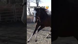 ALMOST RAN OVER BY A RACE HORSE 😅😳🤣 equestrian horsebarn fast fail [upl. by Alleb]