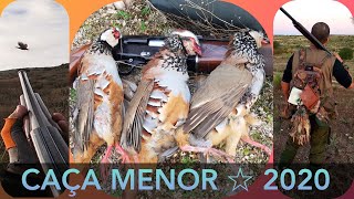 💥 CAÇA MENOR 2020 💥 Perdizes Lebres Patos Codornizes e Pombos em Portugal ☆ Perdigueiro Português [upl. by Releehw597]