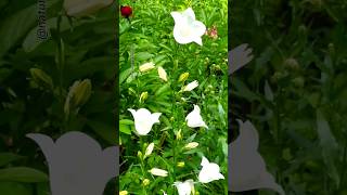 white flowers blooming in the garden shorts flowers viralvideo nature [upl. by Nylzaj]