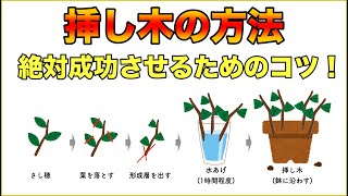 【増やし方】栽培者が教える『挿し木の注意点』と『挿し木ができる果樹一覧』【5分でわかる！】【園芸】【ガーデニング】 [upl. by Sola97]