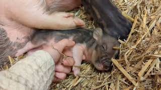 4 Day Old Mini Pig Belly Scratches [upl. by Amos]