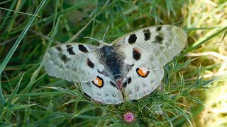 parnassius apollo  butterflies of Greece [upl. by Eissak]