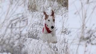 Fox terrier de pelo duro Wire Fox Terrier Pros y contras precio Cómo elegir hechos cuidado [upl. by Etteniotna606]