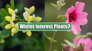 7 Perennials I Grow For Winter Interest in UK Zone 8  Including A Plant That Flowers for 12 months [upl. by Enilrek]