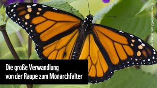 Die grosse Verwandlung– von der Raupe zum Monarchfalter [upl. by Oika]