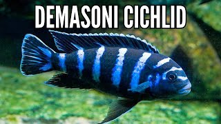 How to Keep the Most Aggressive African Cichlid the Demasoni Cichlid [upl. by Ereynihc]