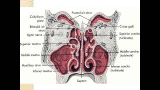 4 Nose Nasal cavity amp Paranasal sinuses [upl. by Carbo]