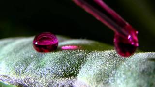 Droplets sliding on the leaf of Pistia stratiotes [upl. by Evangelin615]