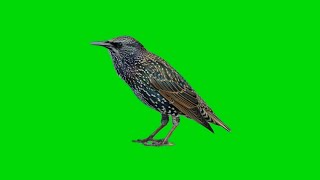 Starling Bird Green Screen Video Footage HD  Crazy Editor [upl. by Norwood]