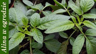 Moje sadzonki na parapetach  🥕🥕Przygotowuję nasiona pietruszki i marchwi do siewu [upl. by Farmer]