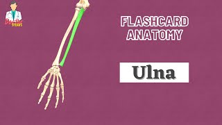 Ulna Bone  Flashcard Anatomy [upl. by Earahs958]