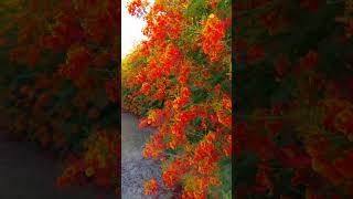 Caesalpinia pulcherrima flower flowers flowergarden [upl. by Amata]