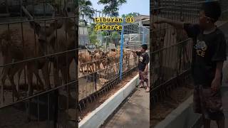 Fauna land echo park faunaland ecopark kebunbinatang fypシ゚ ytshorts lagisantaikawan [upl. by Leinahtan]