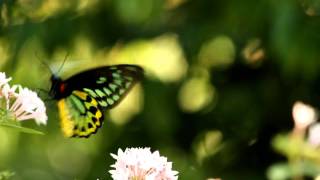 Cairns Birdwing Butterfly Ornithoptera euphorion [upl. by Jaf199]