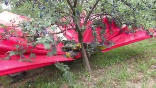 Berba sljive u Srbiji  Harvesting plums in Serbia [upl. by Cheslie93]