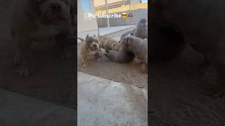 Micro bully vs size 18 shoe episode 16 [upl. by Cornelle870]