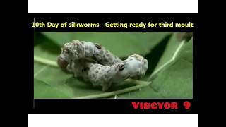 Life Cycle of Silkworm Bombyx mori on Mulberry Morus alba [upl. by Abeh555]