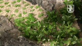 The advanced plant aquarium Tropica Aquarium Plants [upl. by Neerihs420]