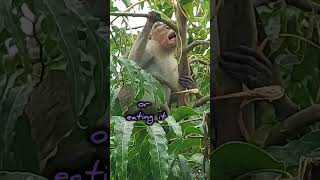 Monkey Loves Naturopathy monkeybandarmonkeyactionsfunnymonkeymankey naughtymonkeyshorts [upl. by Ronni]