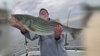 Emergency regulations on striped bass fish in Maryland [upl. by Sivam]