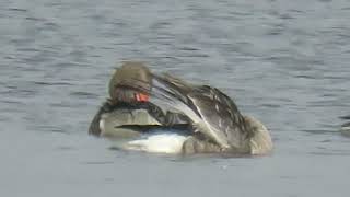 230908 RSPB Saltholme highlights [upl. by Lonnard]