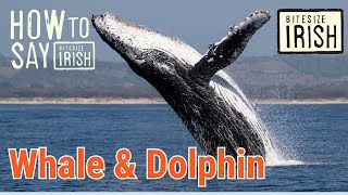 How to say Whale amp Dolphin in Irish bitesizeirish [upl. by Htesil786]