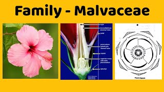 Family Malvaceae Economic Importance of Family Malvaceae [upl. by Assirrac773]