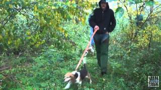 2012 UKC Hunting Beagle World Championship [upl. by Nennarb]