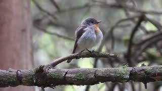 Redbreasted Flycatcher male  Carron Valley Forest  Forth  11624 [upl. by Neetsuj]