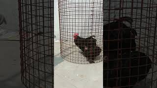 Chochin bantam Offer price Hyderabad Telangana 9700237438 WhatsApp me details in description [upl. by Kirkpatrick]