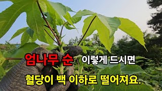 엄나무순 드시면 혈당 뚝뚝 떨어 집니다 [upl. by Kacy616]