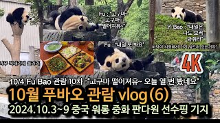 10월 푸바오 관람 vlog6  104 Fu Bao 관람 10차 3개월 만에 만난 푸바오 첫 날부터 꽉 채워 보고 저녁 든든하게 민박집 식사 Yi Bao Si Xue [upl. by Nyla]