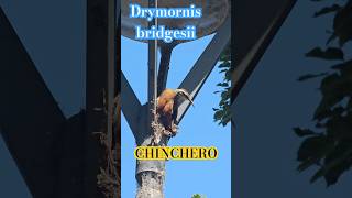 Drymornis bridgesii comuna14 parquelasheras nature pajaros shortsvideo shortvideo chinchero [upl. by Akenit624]