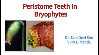 Peristome Teeth in Bryophytes [upl. by Filberto]