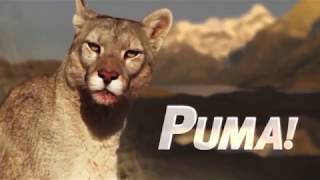 Puma Lion of the Andes  National Geographic  Wildlife Documentary HD [upl. by Livesay]