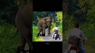 Elephant attack  tips to save shorts [upl. by Hachmann]