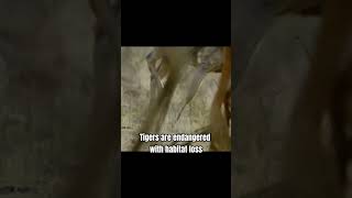 Tigers hunting tiger animals wildlife mrbeast funny tiger wildanimals tigerhunt [upl. by Ariek]