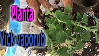 Como reproducir la planta aromática Vick vaporub Plectranthus oloroso [upl. by Yer]