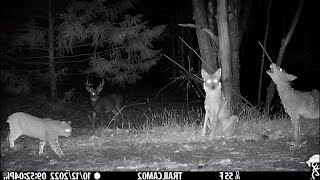 Algonquin Park Attack Trail Cam Footage 2024 [upl. by Adnarahs312]