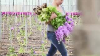 British Flowers How Stocks are grown in the UK [upl. by Fredie]