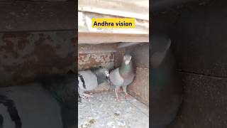 Andhra pigeon like comment subscribe comedy pigeonpigeon funny pigeonelover love [upl. by Camm]